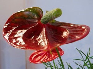 Temps de Flors 2017. Decoracions orientals al primer pis de l'edifici de les Sarra&iuml;nes