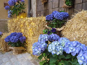 Temps de Flors 2017. Instal&middot;laci&oacute; 'L'&agrave;nima de les flors' a la travessia Auriga - pla&ccedil;a Bell-lloc