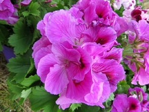 Temps de Flors 2017. Instal·lacions i muntatges florals a diversos espais de la UdG: escales i plaça de Sant Domènec, pati de l'edifici de les Àligues