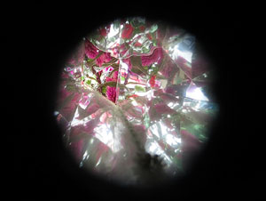 Temps de Flors 2017. Instal·lacions i muntatges florals a diversos espais de la UdG: escales i plaça de Sant Domènec, pati de l'edifici de les Àligues