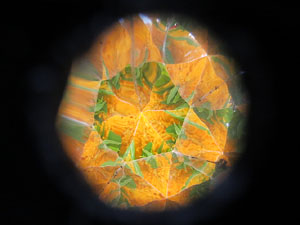 Temps de Flors 2017. Instal·lacions i muntatges florals a diversos espais de la UdG: escales i plaça de Sant Domènec, pati de l'edifici de les Àligues