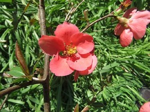 L'itinerari de l'Onyar