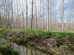 L'itinerari del Ter. Ruta seguint el curs del riu Ter del Pont Major al pont de l'Aigua