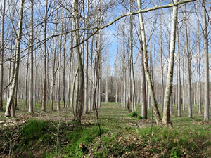 L'itinerari del Ter. Ruta seguint el curs del riu Ter del Pont Major al pont de l'Aigua