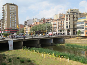Creus grogues a la llera de l'Onyarm coincidint amb Temps de Flors 2018