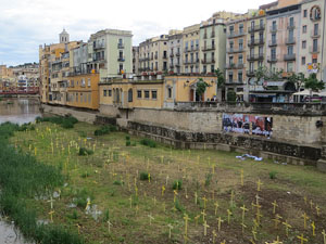 Creus grogues a la llera de l'Onyarm coincidint amb Temps de Flors 2018