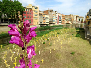 Creus grogues a la llera de l'Onyarm coincidint amb Temps de Flors 2018
