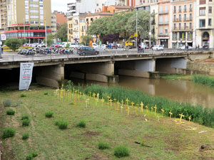Creus grogues a la llera de l'Onyarm coincidint amb Temps de Flors 2018