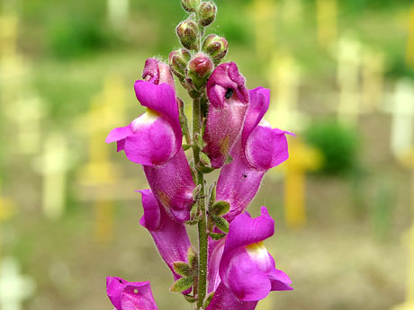 Creus grogues a la llera de l'Onyarm coincidint amb Temps de Flors 2018