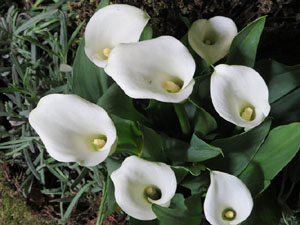 Temps de Flors 2018. Decoracions florals als diversos espais dels Banys Àrabs