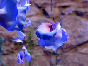 Temps de Flors 2018. Decoracions florals als diversos espais dels Banys Àrabs