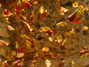 Temps de Flors 2018. Decoracions florals als diversos espais dels Banys Àrabs