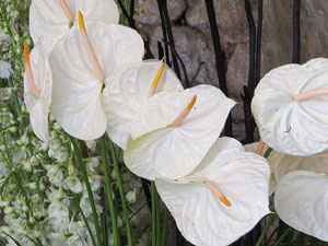 Temps de Flors 2018. Decoracions florals als diversos espais dels Banys Àrabs