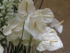 Temps de Flors 2018. Decoracions florals als diversos espais dels Banys Àrabs