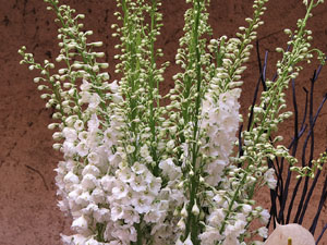 Temps de Flors 2018. Decoracions florals als diversos espais dels Banys Àrabs