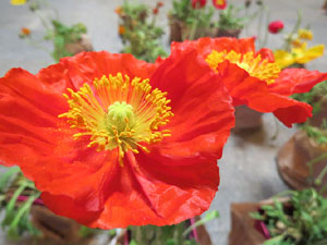 Temps de Flors 2018. Muntatges i instal&middot;lacions florals a la Cambra de la Propietat Urbana