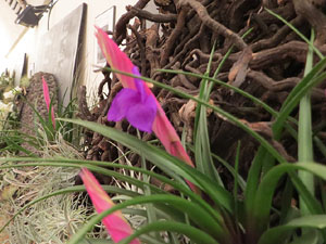 Temps de Flors 2018. Muntatges i instal&middot;lacions florals al Palau de Caramany