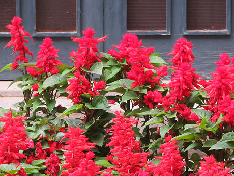 Temps de Flors 2018. Muntatges i instal·lacions florals a la Casa Agullana