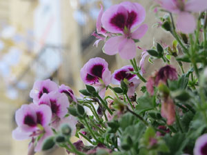 Temps de Flors 2018. Instal·lació floral a la Casa Sambola - Pla Dalmau, al carrer de la Força