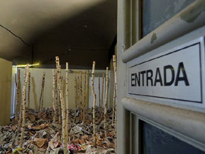 Temps de Flors 2018. Muntatges i instal&middot;lacions florals a l'Antic Cinema Modern