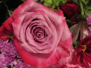 Temps de Flors 2018. Muntatges florals als claustres de Sant Pere de Galligants