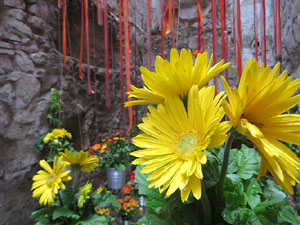 Temps de Flors 2018. Muntatges, instal·lacions i exposicions florals a diversos indrets