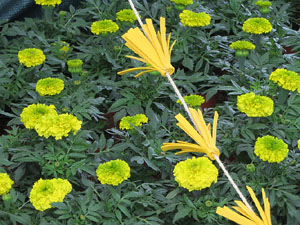 Temps de Flors 2018. Muntatges, instal·lacions i exposicions florals a diversos indrets