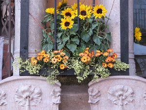 Temps de Flors 2018. Muntatges, instal·lacions i exposicions florals a diversos indrets