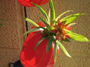 Temps de Flors 2018. Muntatges, instal·lacions i exposicions florals a diversos indrets