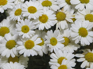 Temps de Flors 2018. Muntatges, instal·lacions i exposicions florals a diversos indrets