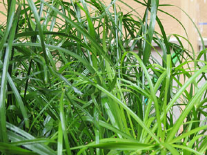 Temps de Flors 2018. Muntatges, instal·lacions i exposicions florals a diversos indrets