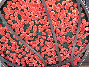 Temps de Flors 2018. Muntatges, instal·lacions i exposicions florals a diversos indrets