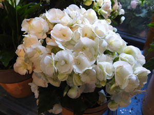 Temps de Flors 2018. Muntatges, instal·lacions i exposicions florals a diversos indrets