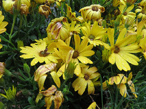 Temps de Flors 2018. Muntatges florals als Jardins del Campaner