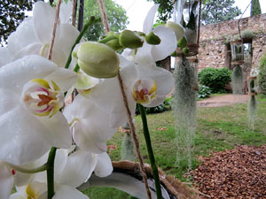 Temps de Flors 2018. Instal&middot;lacions i muntatges florals als Jardins de la Francesa, a tocar els absis de la Catedral