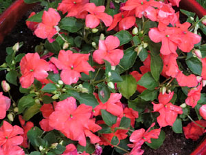 Temps de Flors 2018. Instal&middot;lacions i muntatges florals al claustre del Centre Cultural La Merc&egrave;