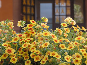 Temps de Flors 2018. Decoraci&oacute; floral del Pati de les Magn&ograve;lies, a la Seu del Govern de la Generalitat de Catalunya a Girona