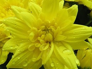 Temps de Flors 2018. Muntatges i instal&middot;lacions florals a la pla&ccedil;a del Pallol