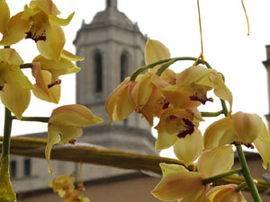 Temps de Flors 2018. Instal·lació Camí a la llibertat al pont d'en Gómez