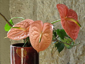 Temps de Flors 2018. Decoracions orientals al primer pis de l'edifici de les Sarra&iuml;nes