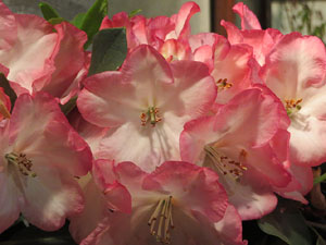 Temps de Flors 2018. Muntatges i instal&middot;lacions florals a l'Esgl&eacute;sia de Sant Mart&iacute; - Antic Seminari