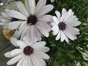 Temps de Flors 2018. Muntatges florals a l'Oficina de Turisme