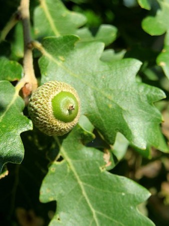 Flora del Camí de les Creus