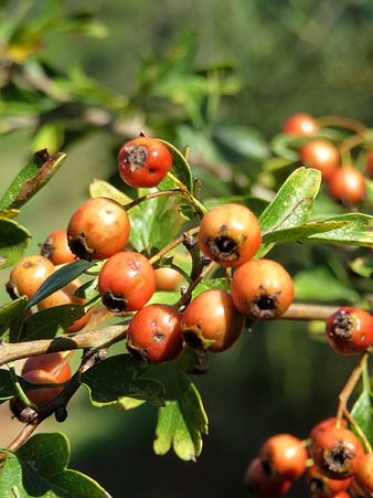 Flora del Camí de les Creus