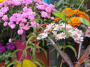 Temps de Flors 2019. Muntatges, instal&middot;lacions i exposicions florals a diversos indrets