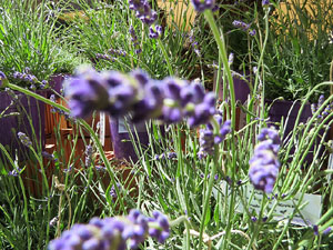 Temps de Flors 2019. Instal&middot;lacions florals als espais del Museu d'Art