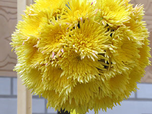 Temps de Flors 2019. Decoraci&oacute; floral del Pati de les Magn&ograve;lies, a la Seu del Govern de la Generalitat de Catalunya a Girona