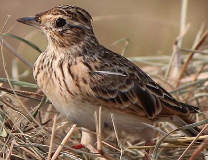 L'alosa (Alauda arvensis)