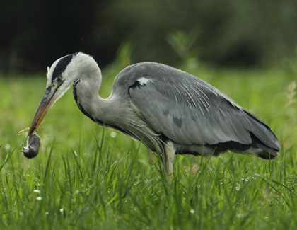 El bernat pescaire (Ardea cinerea)