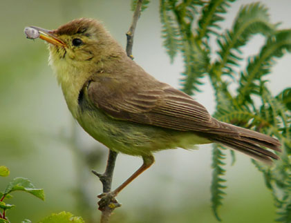 La busqueta (Scolopax rusticola)